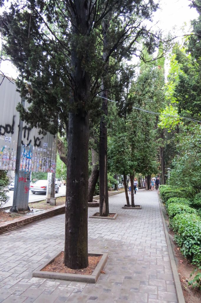 Ялта, Крым, деревья, тротуар